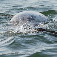 Vor Helgoland © A. Bubrowski/CJD-UPDATE