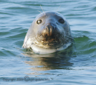 Seehund vor Helgoland © A. Bubrowski/CJD-UPDATE