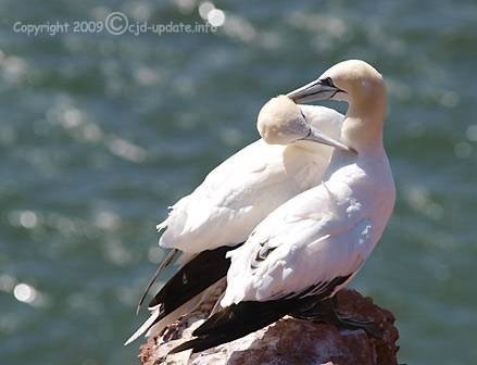 Mindfulness, Birds at Helgoland © A. Bubrowski/CJD-UPDATE 2009