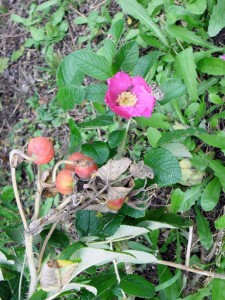 Blüte-Frucht-Verfall.Foto: KVU/CJD Oberurff