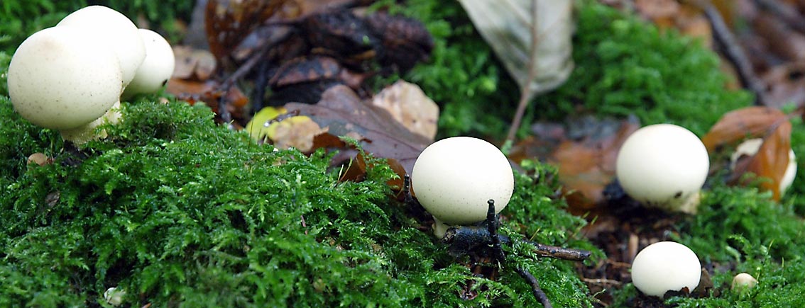 Weder Nano-Abhörstation noch vergessene Golfbälle. Herbstboten im heimischen Wald - Pilze