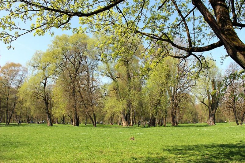 Englischer Garten: Weite Wege und Wiesen | Foto: Hanna Hieronymus/CJD Oberurff