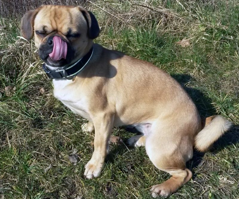 Das bin ICH, Momo, echter Schulhund beim CJD Oberurff. | Foto: E. Röse/CJD Oberurff