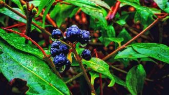 Natur bei Regen | Foto: Dennis Ruhwedel/CJD Oberurff