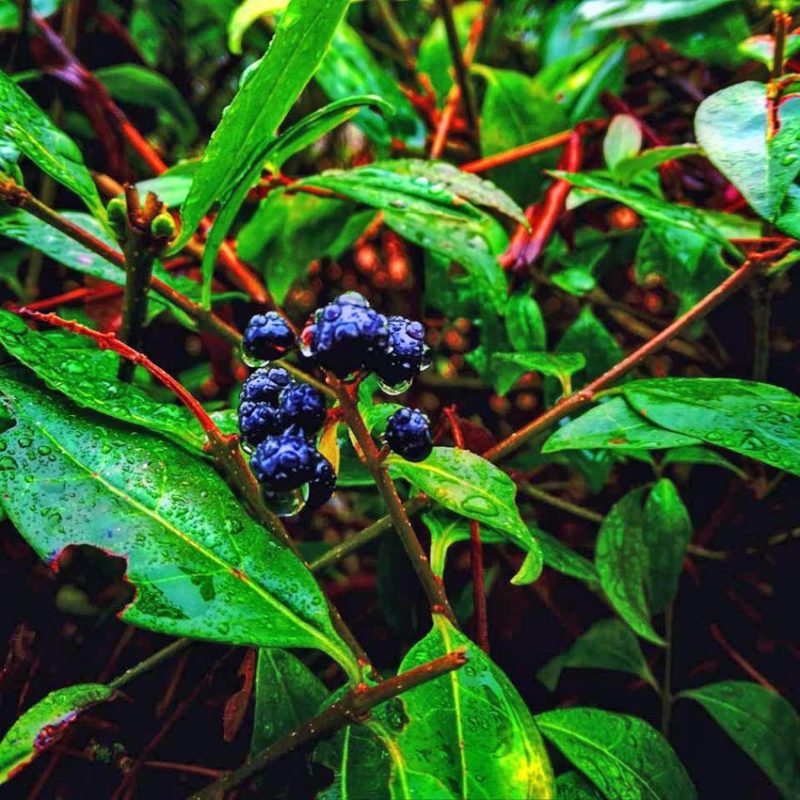 Natur bei Regen | Foto: Dennis Ruhwedel/CJD Oberurff