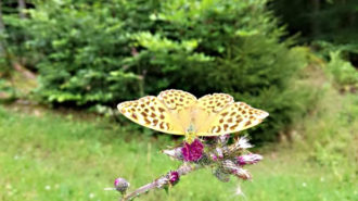 Schmetterling im Wald | Foto: Dennis Ruhwedel/CJD Oberurff